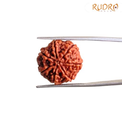 7 Mukhi Nepak Rudraksha 20.52 MM
