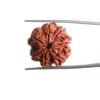 7 Mukhi Nepal Rudraksha (23.15 Mm)