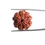 7 Mukhi Nepal Rudraksha (23.15 MM)
