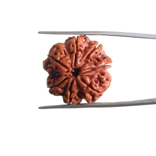 7 Mukhi Nepal Rudraksha (23.15 Mm)