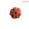 7 Mukhi Nepal Rudraksha (21.87 Mm) 13 7-Mukhi-Nepal-Rudraksha-21.87-Mm-Mp-C.jpg