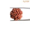 7 Mukhi Nepal Rudraksha (21.87 Mm) 14 7-Mukhi-Nepal-Rudraksha-21.87-Mm-Mp-C.jpg