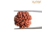 7-Mukhi-Nepal-Rudraksha-21.87-Mm-Mp-C.jpg