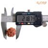 7 Mukhi Nepal Rudraksha (21.87 Mm) 15 7-Mukhi-Nepal-Rudraksha-21.87-Mm-Mp-C.jpg