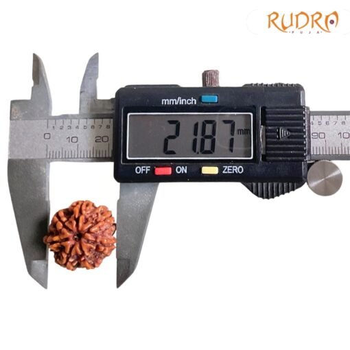 7-Mukhi-Nepal-Rudraksha-21.87-Mm-Mp-C.jpg