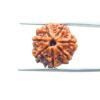7 Mukhi Nepal Rudraksha ( 19.84 Mm)