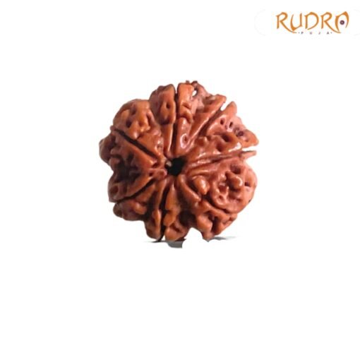 7 Mukhi Nepal Rudraksha (23.15 Mm)