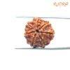 7 Mukhi Nepal Rudraksha ( 19.84 Mm) 13 7 Mukhi Nepal Rudraksha ( 19.84 Mm)