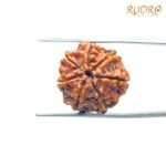 7 Mukhi Nepal Rudraksha ( 19.84 Mm)