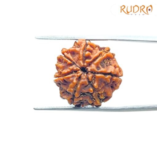7 Mukhi Nepal Rudraksha ( 19.84 Mm)