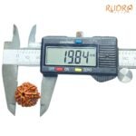 7 Mukhi Nepal Rudraksha ( 19.84 Mm)