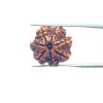 7 Mukhi Nepal Rudraksha (20.66 MM)