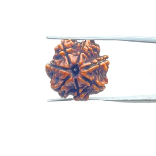 7 Mukhi Nepal Rudraksha (20.66 Mm)