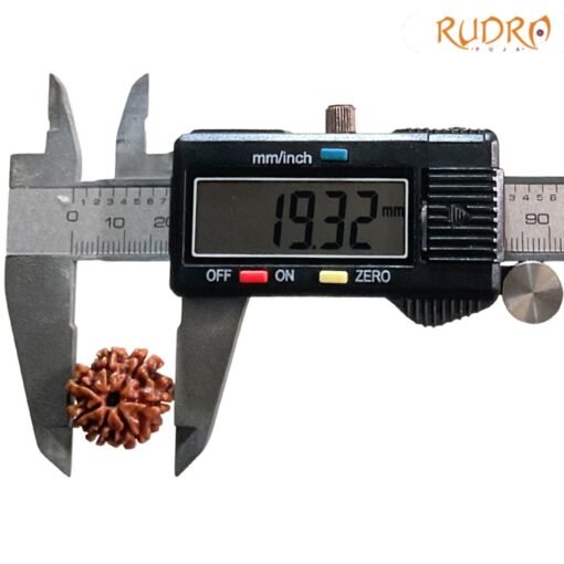 7-Mukhi-Nepal-Rudraksha-19.32-Mm-Bp-C.jpg