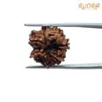 7 Mukhi Nepal Rudraksha ( 17.85 Mm) 7 7-Mukhi-Nepal-Rudraksha-17.85-Mm-Bp-C.jpg