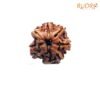 7 Mukhi Nepal Rudraksha ( 17.85 Mm) 13 7-Mukhi-Nepal-Rudraksha-17.85-Mm-Fp-C.jpg