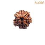 7-Mukhi-Nepal-Rudraksha-17.85-MM-FP-C.jpg