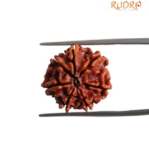 7 Mukhi Nepal Rudraksha (18.25 Mm)