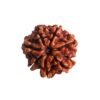 7 Mukhi Nepal Rudraksha (18.25 Mm) 14 7 Mukhi Nepal Rudraksha (18.25 Mm)