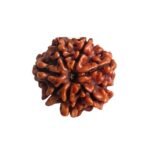 7 Mukhi Nepal Rudraksha (18.25 Mm)