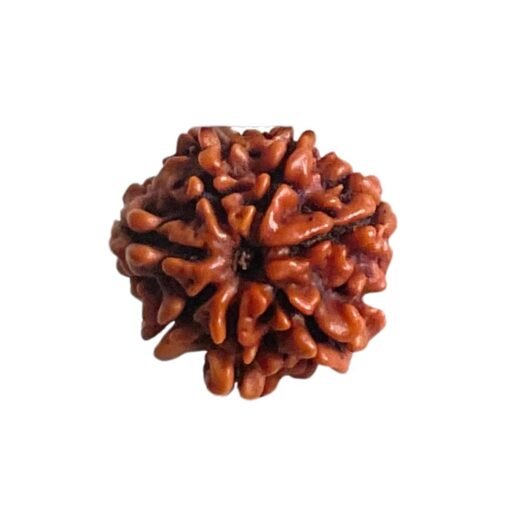 7 Mukhi Nepal Rudraksha (18.25 Mm)