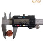 7 Mukhi Nepal Rudraksha (18.25 Mm)