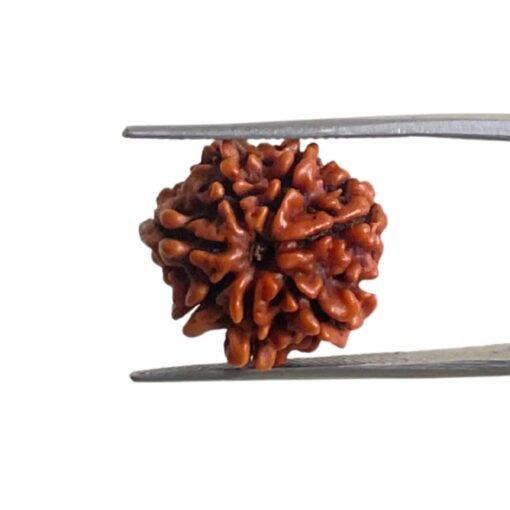 7 Mukhi Nepal Rudraksha (18.25 Mm)