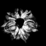 7 Mukhi Nepal Rudraksha (18.25 Mm) 9 7 Mukhi Nepal Rudraksha (18.25 Mm)X-Ray