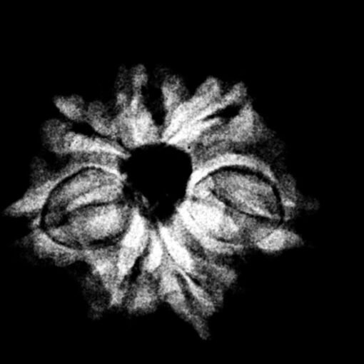 7 Mukhi Nepal Rudraksha (18.25 MM)x-ray