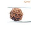 7-Mukhi-Nepal-Rudraksha-18.28-Mm-Bp-C.jpg