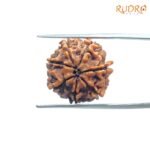 7-Mukhi-Nepal-Rudraksha-18.28-Mm-Bp-C.jpg