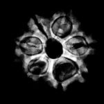 7 Mukhi Nepal Rudraksha ( 18.28 Mm)