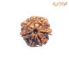 7-Mukhi-Nepal-Rudraksha-18.28-Mm-Fp-C.jpg