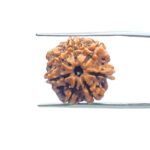7-Mukhi-Nepal-Rudraksha-18.28-MM-MP-C.jpg