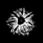 7 Mukhi Nepal Rudraksha ( 18.47 Mm) 9 7-Mukhi-Nepal-Rudraksha-18.47-Mm.jpg