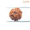 7 Mukhi Nepal Rudraksha ( 18.47 Mm) 14 7-Mukhi-Nepal-Rudraksha-18.47-Mm-Bp-C-1.Jpg