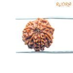 7-Mukhi-Nepal-Rudraksha-18.47-Mm-Bp-C-1.Jpg