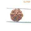 7 Mukhi Nepal Rudraksha ( 18.47 Mm) 14 7-Mukhi-Nepal-Rudraksha-18.47-Mm-Bp-C.jpg