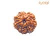 7 Mukhi Nepal Rudraksha ( 18.47 Mm) 13 7-Mukhi-Nepal-Rudraksha-18.47-Mm-Fp-C-1.Jpg