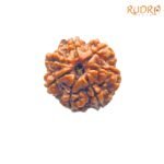 7-Mukhi-Nepal-Rudraksha-18.47-Mm-Fp-C-1.Jpg