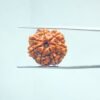 7-Mukhi-Nepal-Rudraksha-18.47-MM-MP-C.jpg