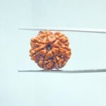 7-Mukhi-Nepal-Rudraksha-18.47-MM-MP-C.jpg