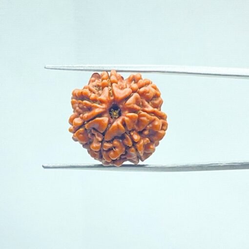 7-Mukhi-Nepal-Rudraksha-18.47-Mm-Mp-C.jpg