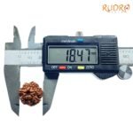 7-Mukhi-Nepal-Rudraksha-18.47-Mm-Op-C-1.Jpg