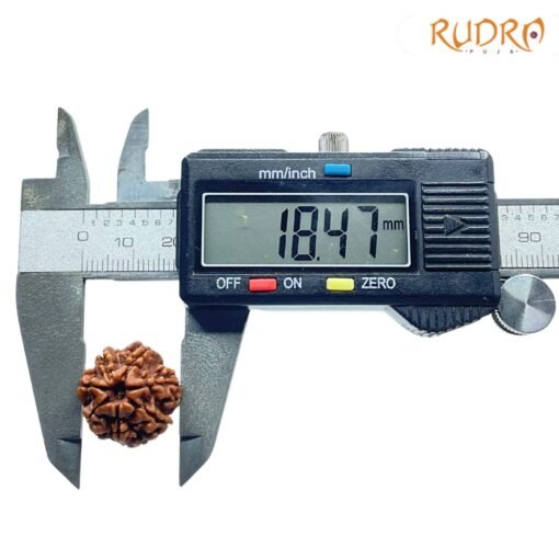 7-Mukhi-Nepal-Rudraksha-18.47-Mm-Op-C-1.Jpg