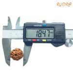 7-Mukhi-Nepal-Rudraksha-18.47-Mm-Op-C.jpg