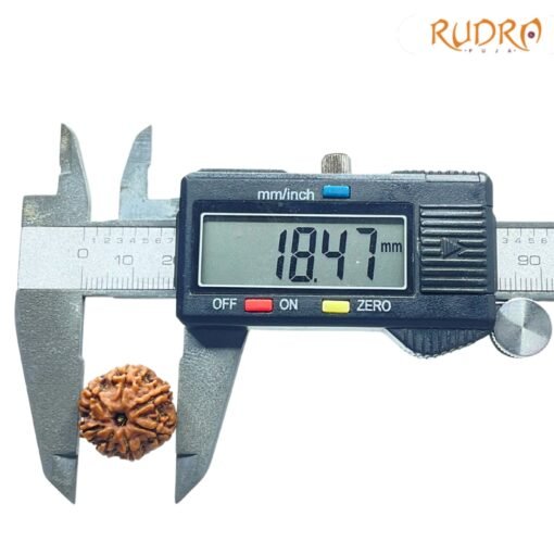 7-Mukhi-Nepal-Rudraksha-18.47-Mm-Op-C.jpg