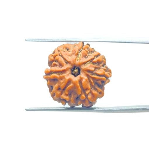 7-Mukhi-Nepal-Rudraksha-18.47-Mm-Fp-C.jpg
