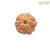 7 Mukhi Nepal Rudraksha ( 18.47 Mm) 13 7-Mukhi-Nepal-Rudraksha-18.47-Mm-Rp-C.jpg