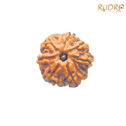 7-Mukhi-Nepal-Rudraksha-18.47-Mm-Rp-C.jpg